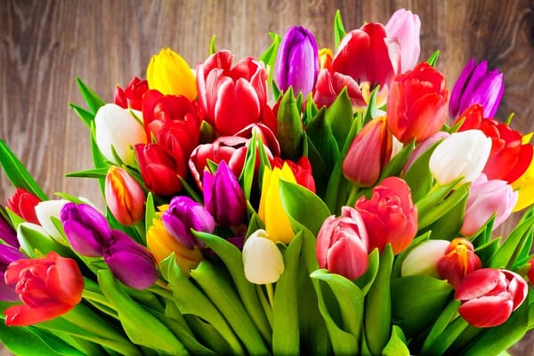 Кыргызстанга 4 миллиондон ашык гүл алып келинди