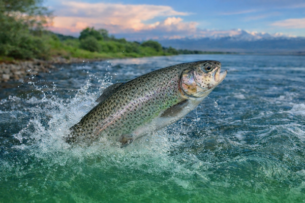 Ысык-Көлгө 582 миң даана форель чабактары коё берилди