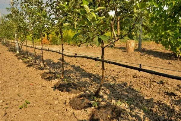 Баткенде быйыл 933 гектар жер тамчылатып сугаруу системасына өтөт