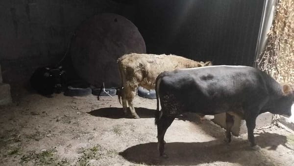 Кыргыз-тажик чек арасында  мыйзамсыз чыгарылып жаткан 40тан ашык уй кармалды