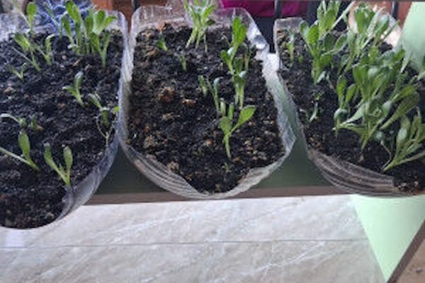 ОшМУ артишокту өстүрүп андан БАД чыгара баштайт