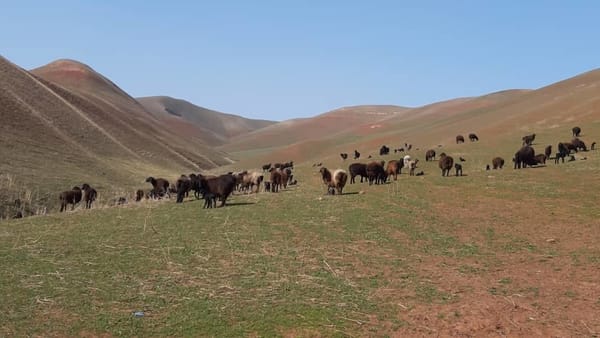 Быйыл Кыргызстандын 300 гектар жайытына үрөн, жер семирткичтер себилет