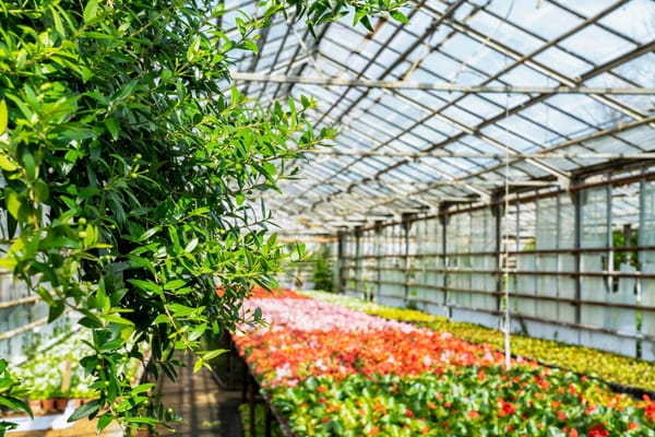 Кара-Сууда 1 гектар аянтта күнөскана чарбасы ийгиликтүү иштеп жатат