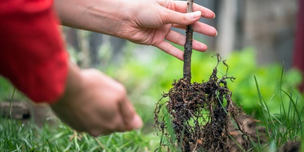 Кыргызстанда үрөн чарбалары менен көчөткана ээлерине 3% жеңилдетилген насыя берилди