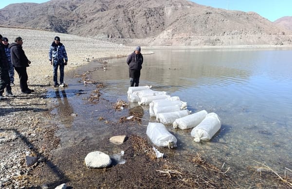 Орто-Токой суу сактагычына 1,2 миллион чабак коё берилди