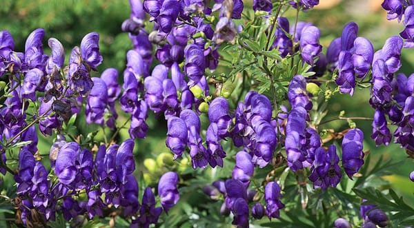 Кыргызстанда кайсыл табийгый өсүмдүктөрдү казып сатууга тыюу салынган?