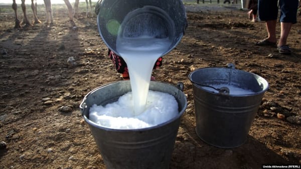 2025-жылы Кыргызстанда бир уйдан орточо 2114 кг сүт саалды