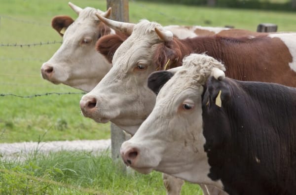 Кыргызстанда мал чарбачылыгын өнүктүрүү долбооруна 1,5 млрд сом багытталат