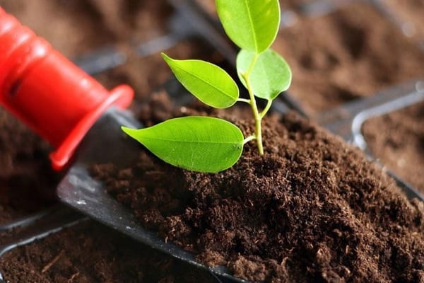 Нижегород облусу Кыргызстанга 198 тонна торфтуу топурак жөнөтөт