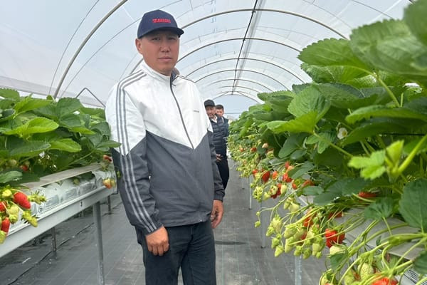 Гектарынан 14 тонна малина, 20 тонна кулпунай алган Руслан Миңбаев