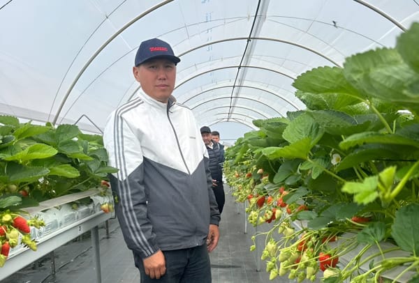 Гектарынан 14 тонна малина, 20 тонна кулпунай алган Руслан Миңбаев