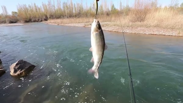 Кыргызстанда балык уулоо эрежелери бекитилди